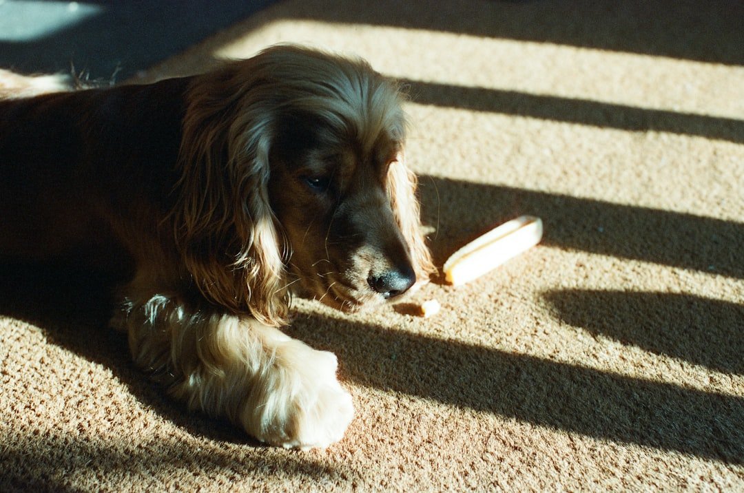 Quanto tempo dura o cio da cachorra: cocker spaniel deitado no carpete com listras de luz e sombra