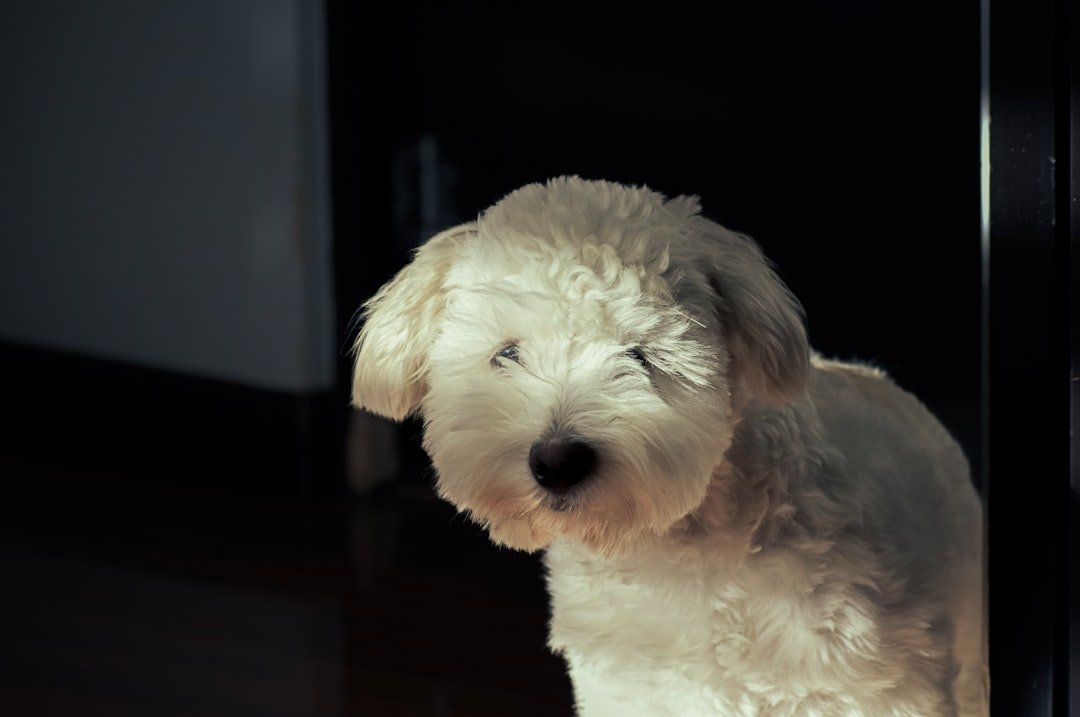 Quanto tempo dura o cio da cachorra: cachorro peludo branco surgindo da escuridão, quase imperceptível