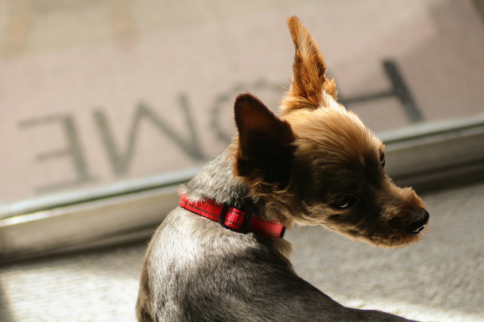 Ensinar o cachorro a fazer xixi no lugar certo: cachorro pequeno de coleira vermelha sentado sobre o capacho, junto à porta de vidro de entrada