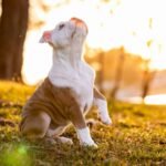 Ensinar o cachorro a fazer xixi no lugar certo: filhote branco e caramelo sentado na grama ao pôr do sol, com uma das patas levantada e o focinho erguido