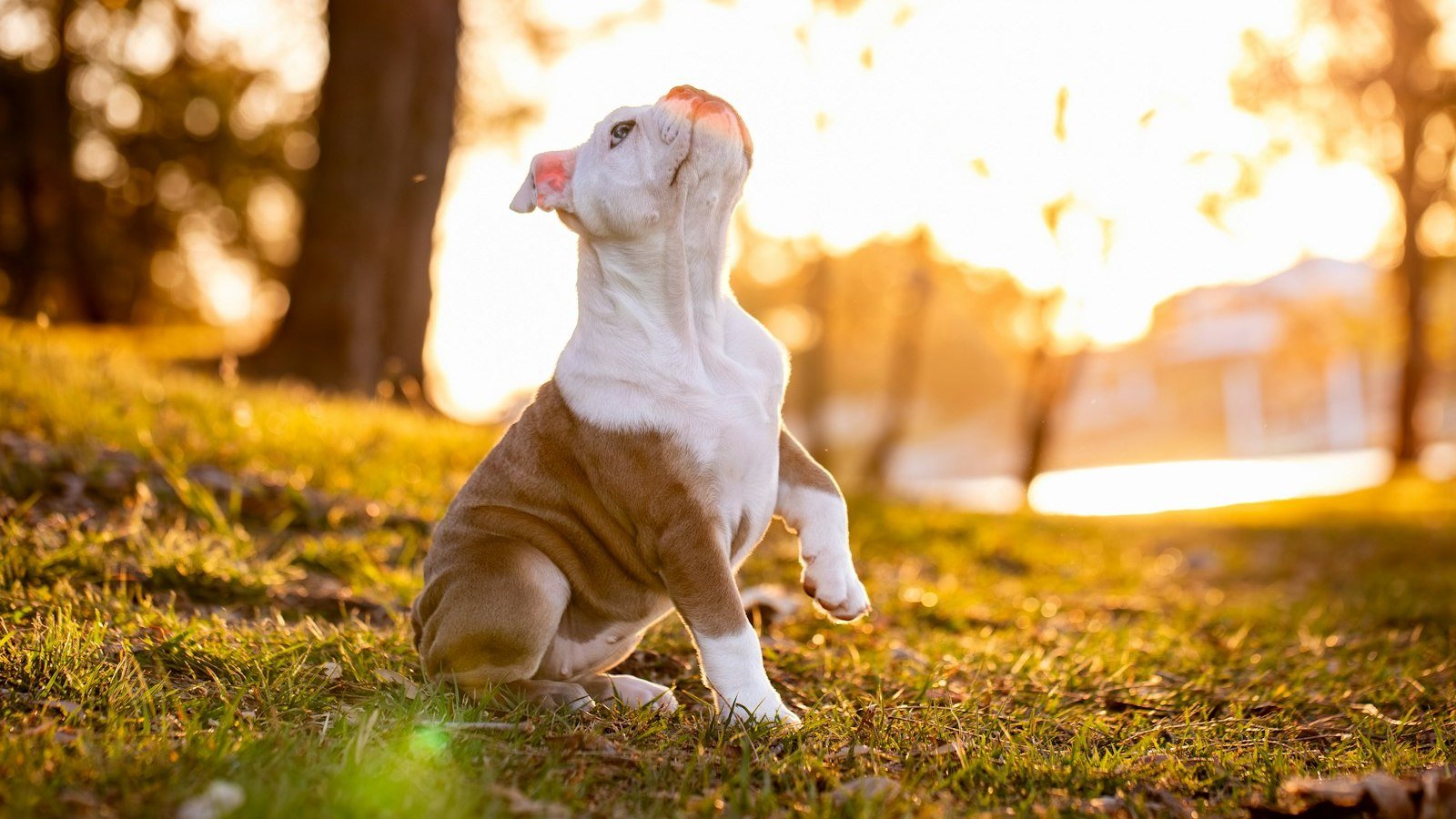 Ensinar o cachorro a fazer xixi no lugar certo: filhote branco e caramelo sentado na grama ao pôr do sol, com uma das patas levantada e o focinho erguido