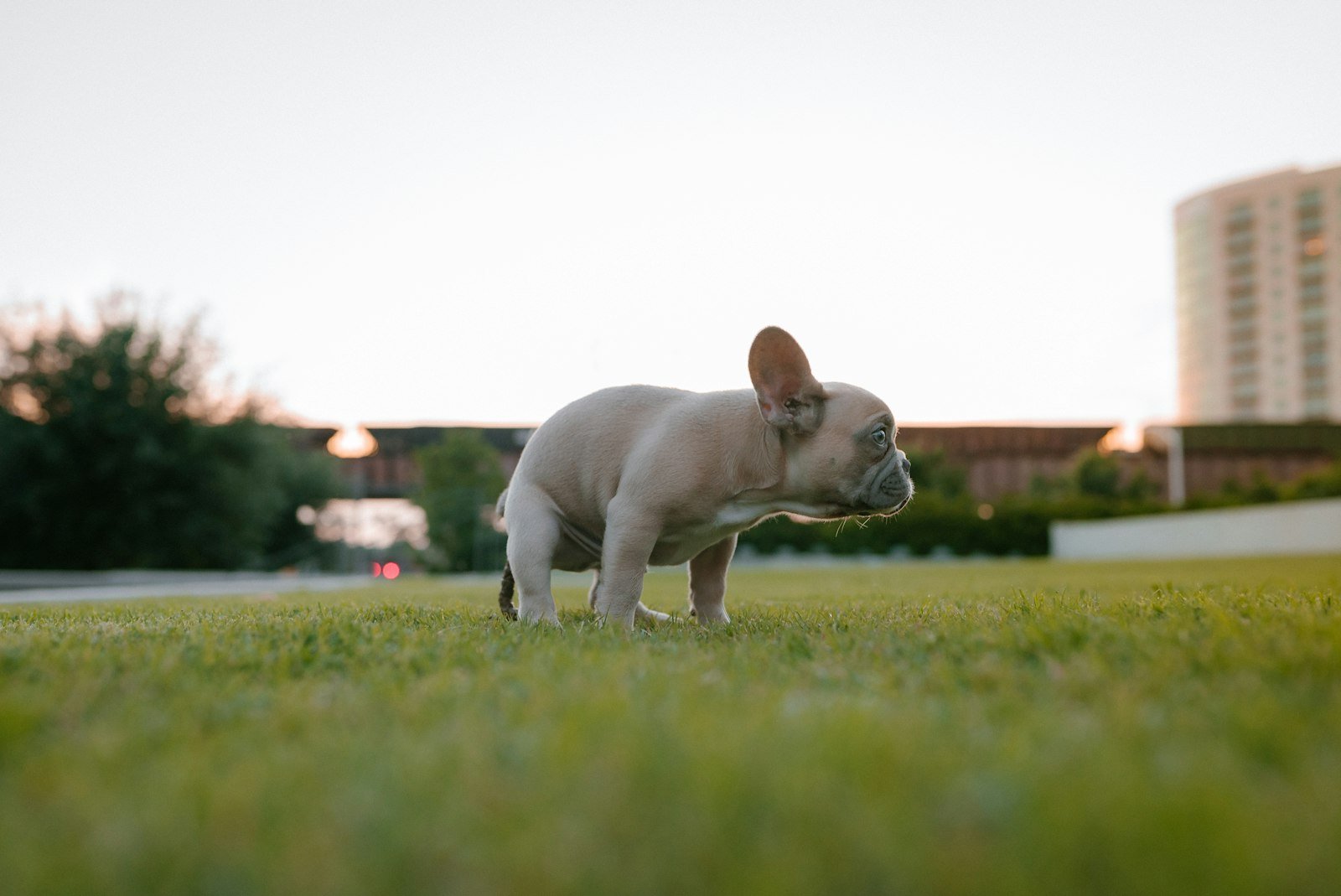 Ensinar o cachorro a fazer xixi no lugar certo: filhote de bulldog francês em pé no meio do gramado ao entardecer, com o focinho baixo farejando o chão