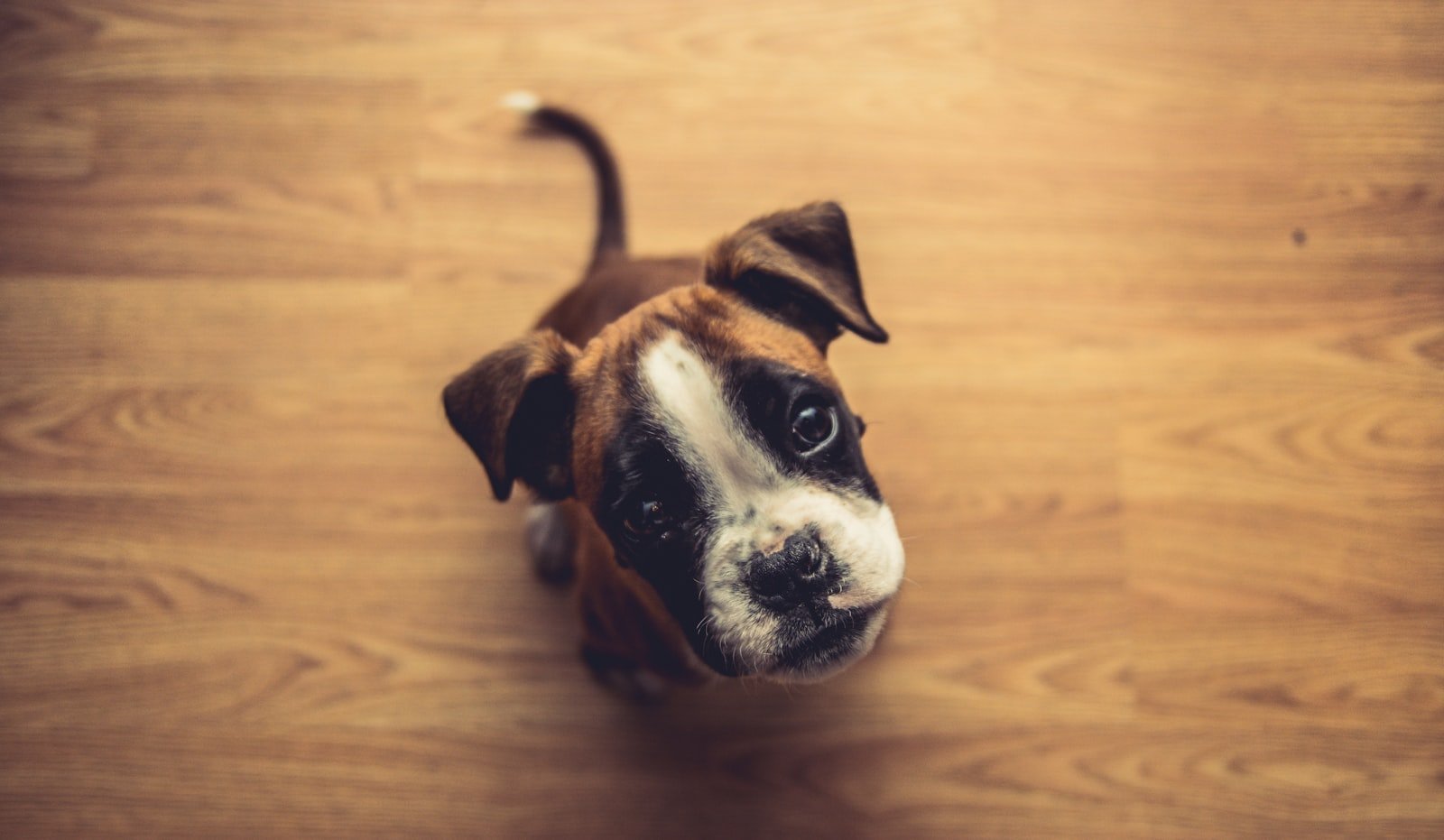 Ensinar o cachorro a fazer xixi no lugar certo: filhote de boxer sentado sozinho no piso de madeira, visto de cima, olhando para o tutor