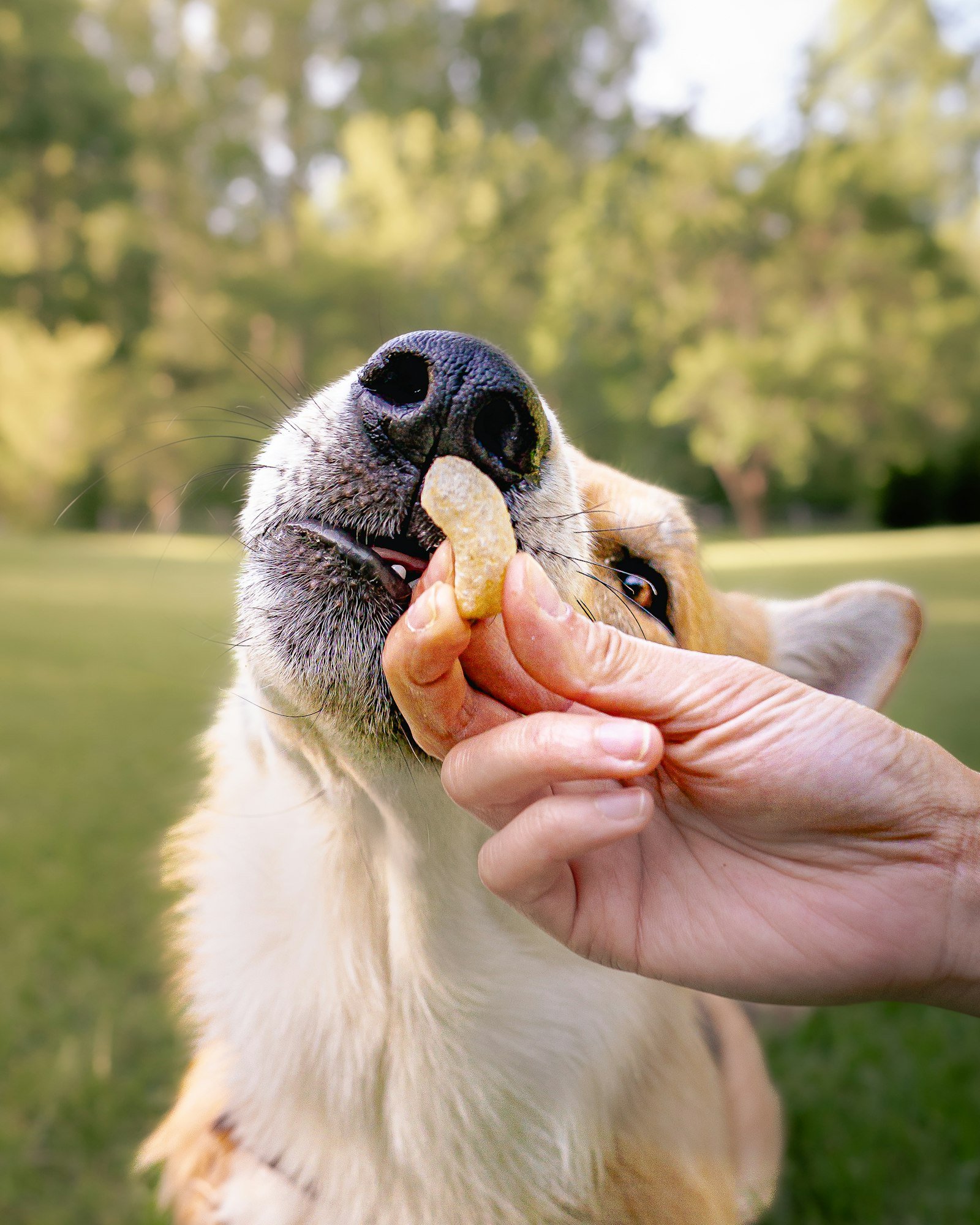 Ensinar o cachorro a fazer xixi no lugar certo: mão de uma pessoa oferecendo um petisco pequeno e o cachorro esticando o focinho para pegar