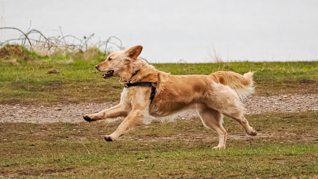 Golden Retriever correndo animado em campo aberto, com orelhas ao vento