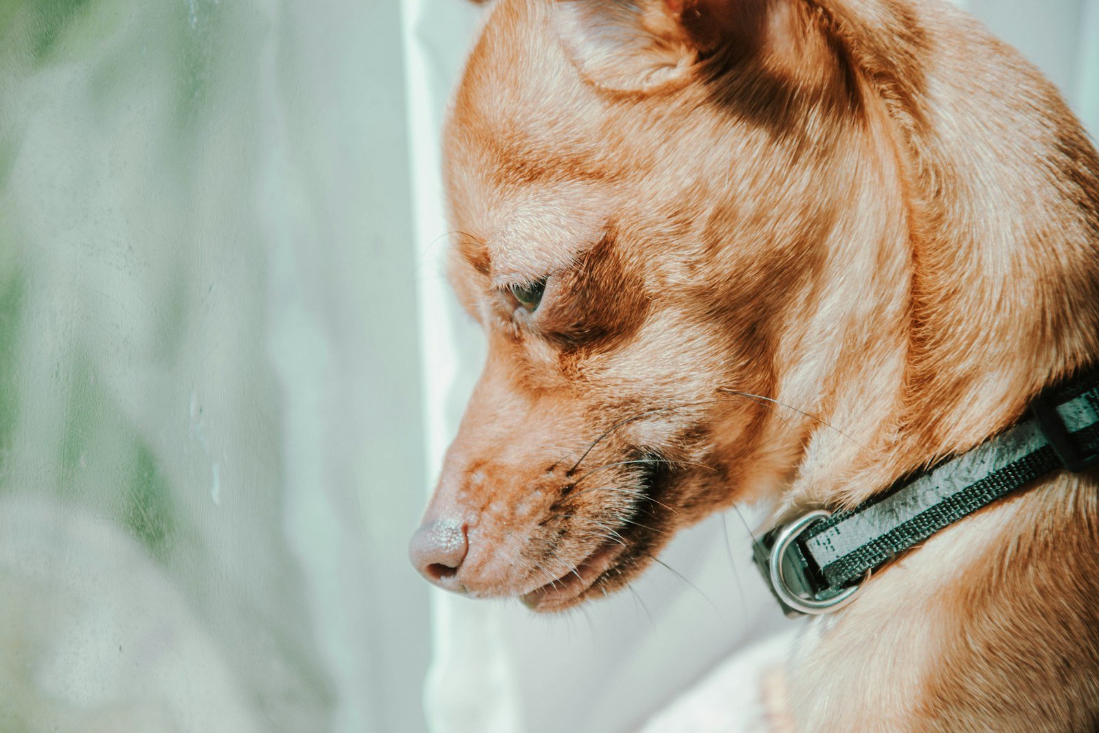 Guarda do pet no divórcio: cachorro caramelo cabisbaixo olhando para o lado perto da janela
