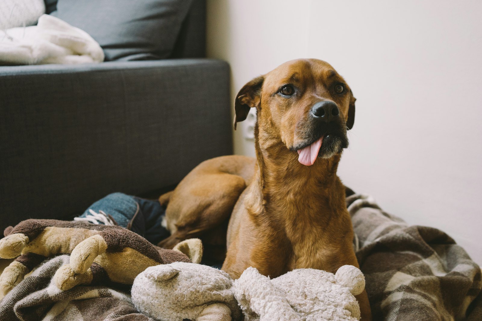 Guarda do pet no divórcio: cachorro caramelo deitado em cobertores no sofá de casa