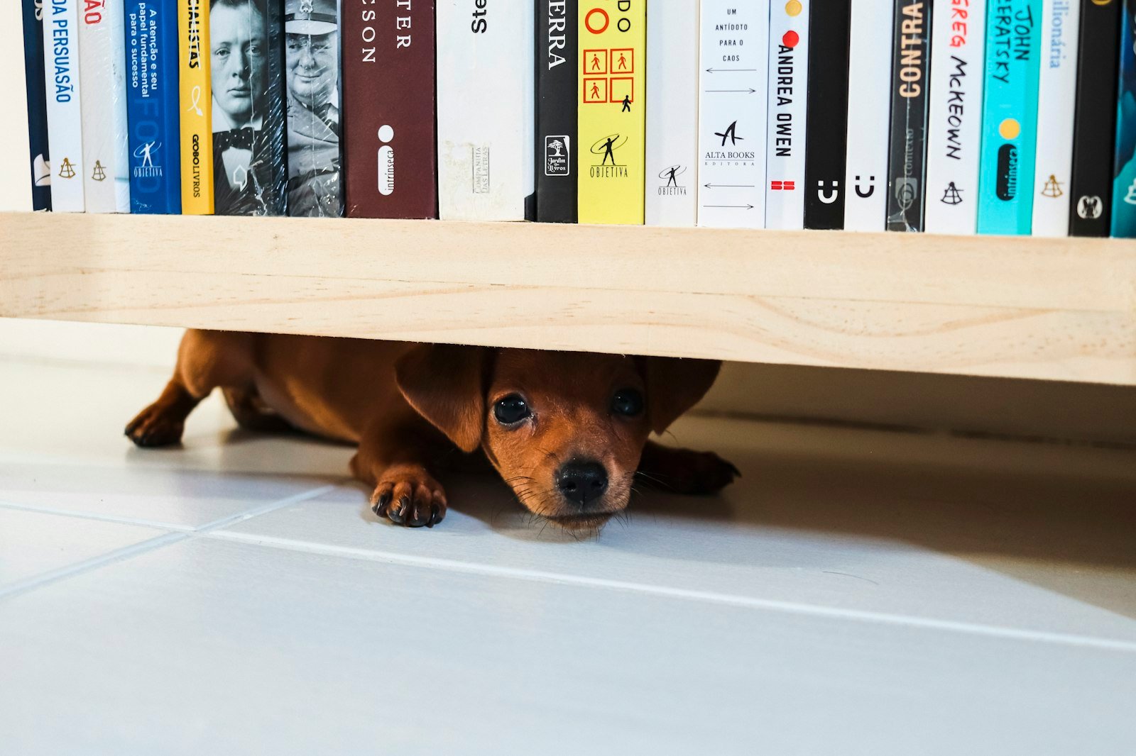 Guarda do pet no divórcio: filhote escondido embaixo de uma estante de livros