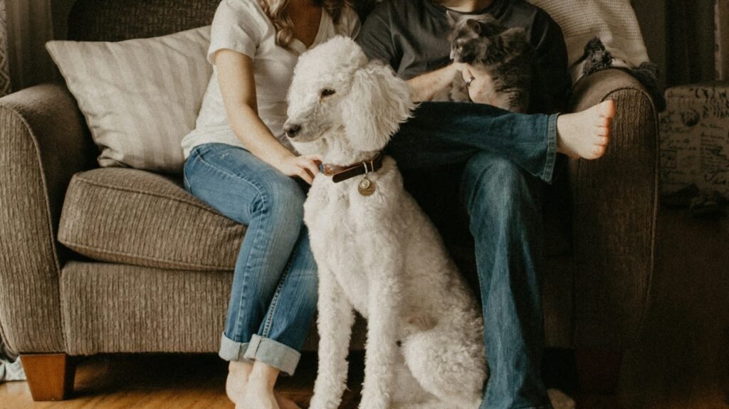 Guarda do pet no divórcio: casal sentado no sofá com um poodle branco entre os dois