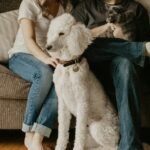 Guarda do pet no divórcio: casal sentado no sofá com um poodle branco entre os dois