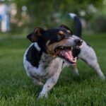 Latido excessivo em condomínio: cachorro preto e branco latindo com a boca aberta na grama