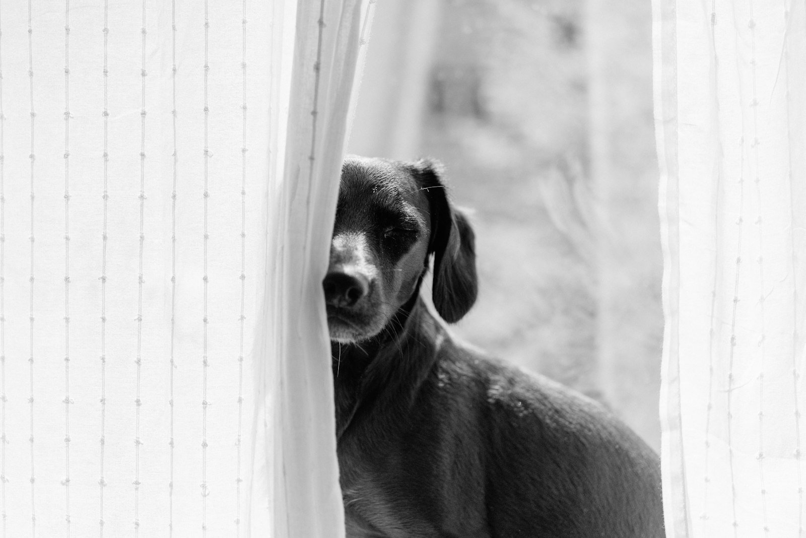 Latido excessivo em condomínio: cachorro escondido atrás de uma cortina clara, com olhar apreensivo