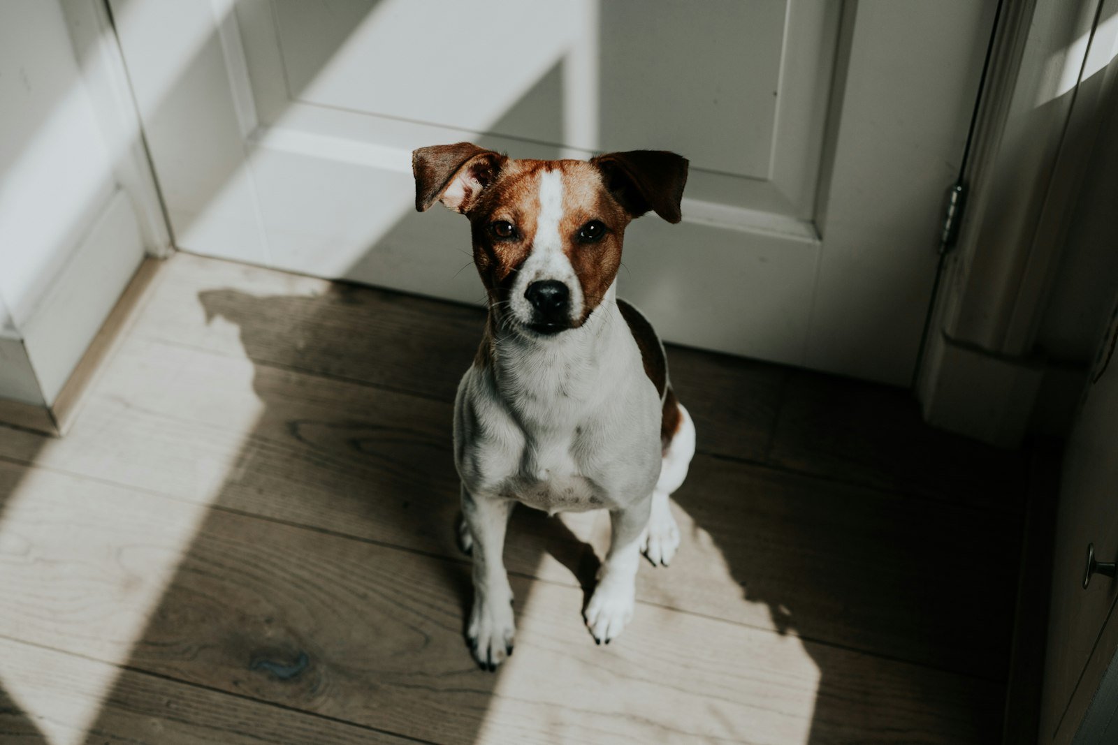 Latido excessivo em condomínio: cachorro sentado sozinho atrás da porta branca de um apartamento