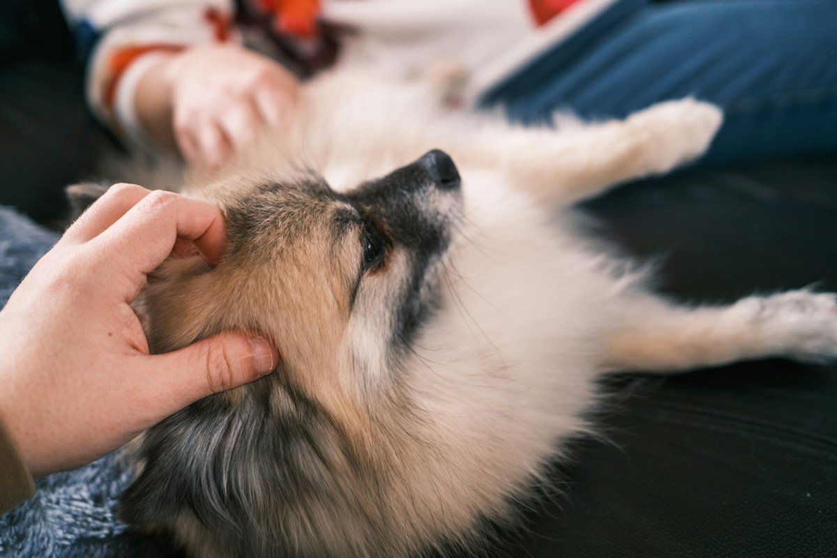 Massagem para cachorro: cão deitado de costas relaxado enquanto recebe carinho no rosto