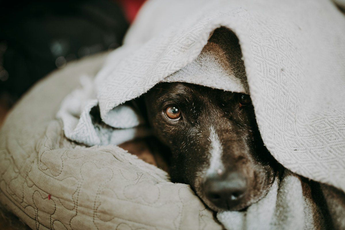 Massagem para cachorro: cão escondido sob um cobertor, mostrando apenas o focinho e um olho