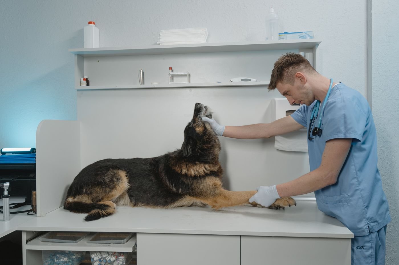 Massagem para cachorro: veterinário de jaleco azul e estetoscópio examinando a pata de um pastor-alemão numa mesa de exame