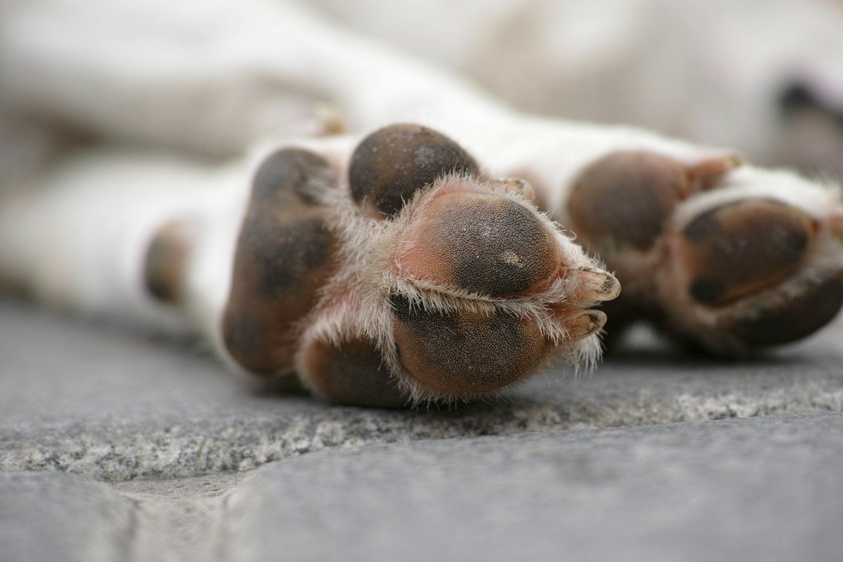 Massagem para cachorro: patas de um cão de pelagem clara em repouso sobre o chão