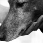 Massagem para cachorro: mão acariciando com carinho o rosto de um cão de perfil, em preto e branco