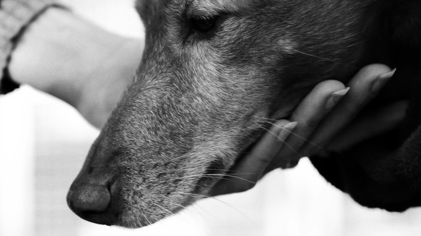 Massagem para cachorro: mão acariciando com carinho o rosto de um cão de perfil, em preto e branco