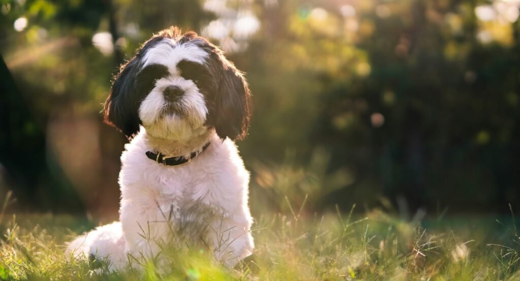 Nome de cachorro Shih Tzu: cão preto e branco sentado na grama, iluminado pelo sol do fim da tarde