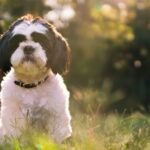 Nome de cachorro Shih Tzu: cão preto e branco sentado na grama, iluminado pelo sol do fim da tarde
