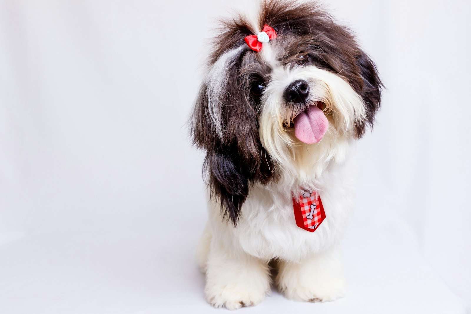 Nome de cachorro Shih Tzu: cadela preta e branca com laço vermelho no topete, sentada em frente a um fundo claro