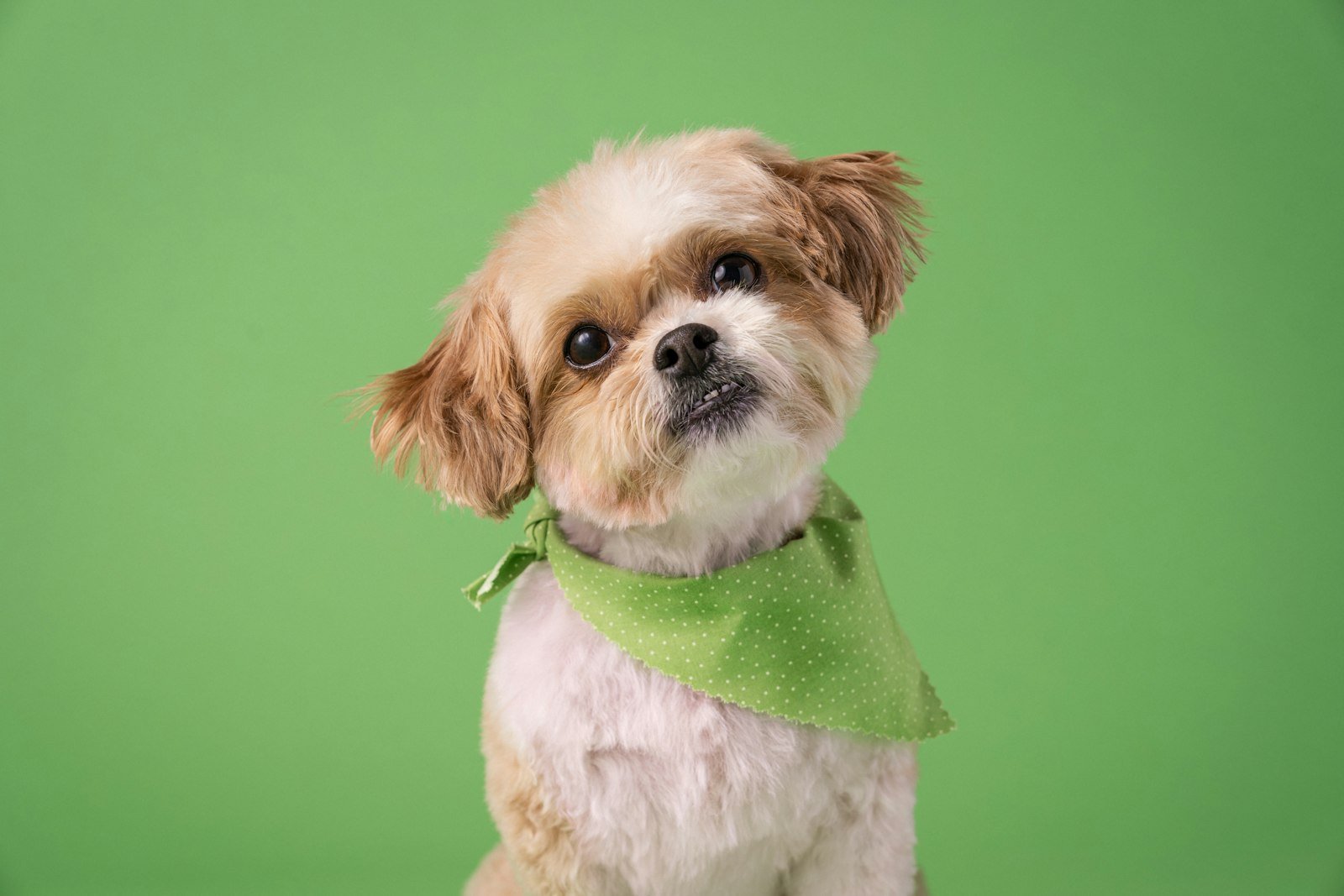 Nome de cachorro Shih Tzu: cão macho de pelo claro usando bandana verde, com a cabeça inclinada de lado
