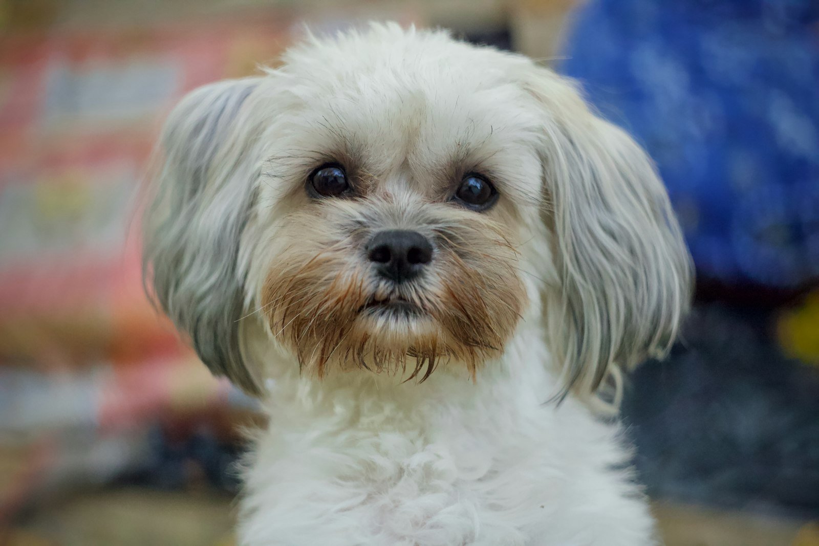 Nome de cachorro Shih Tzu: retrato de frente de um cão branco com pelo comprido em volta do rosto, lembrando a juba de um leão