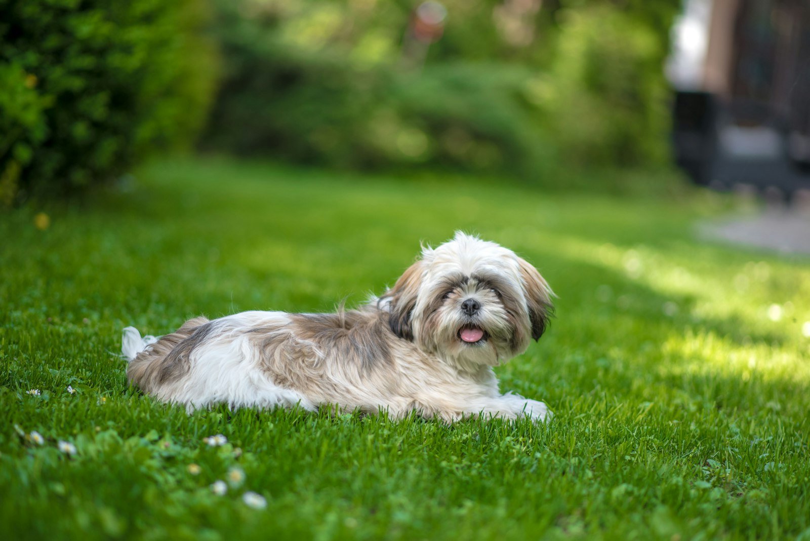Nome de cachorro Shih Tzu: cão de pelagem longa nas cores branca, dourada e cinza deitado em um gramado verde