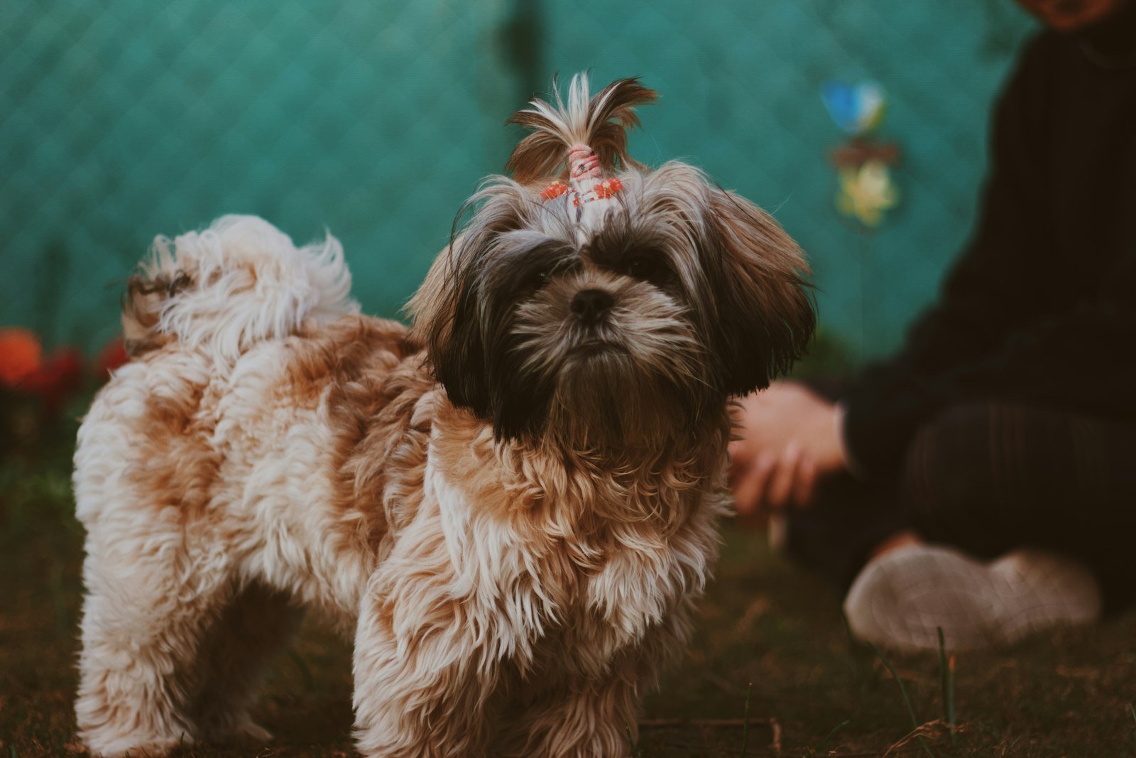 Nome de cachorro Shih Tzu: cão de pelo dourado em pé no quintal ao lado do tutor sentado no chão