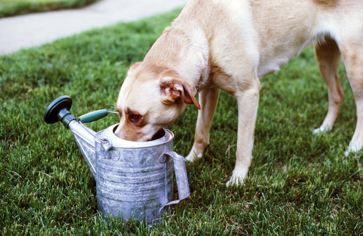 Nutrientes essenciais para cães: labrador bebendo água de um regador de metal no quintal
