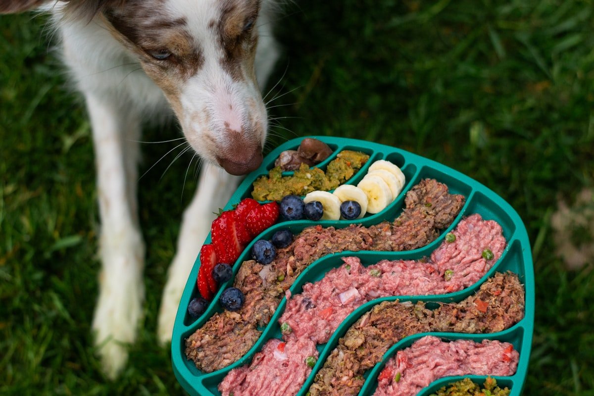 Nutrientes essenciais para cães: cão diante de uma bandeja com carne, frutas e legumes frescos