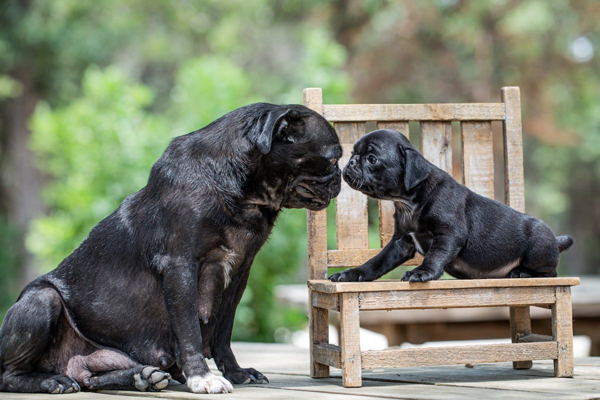 Nutrientes essenciais para cães: cadela adulta preta diante de um filhote da mesma cor em um banco de madeira