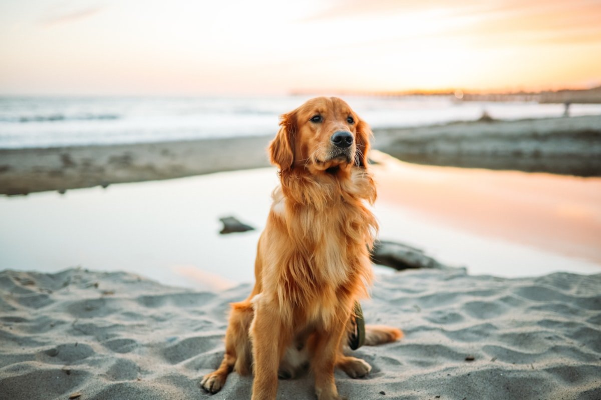 Nutrientes essenciais para cães: golden retriever de pelagem brilhante sentado na praia ao entardecer