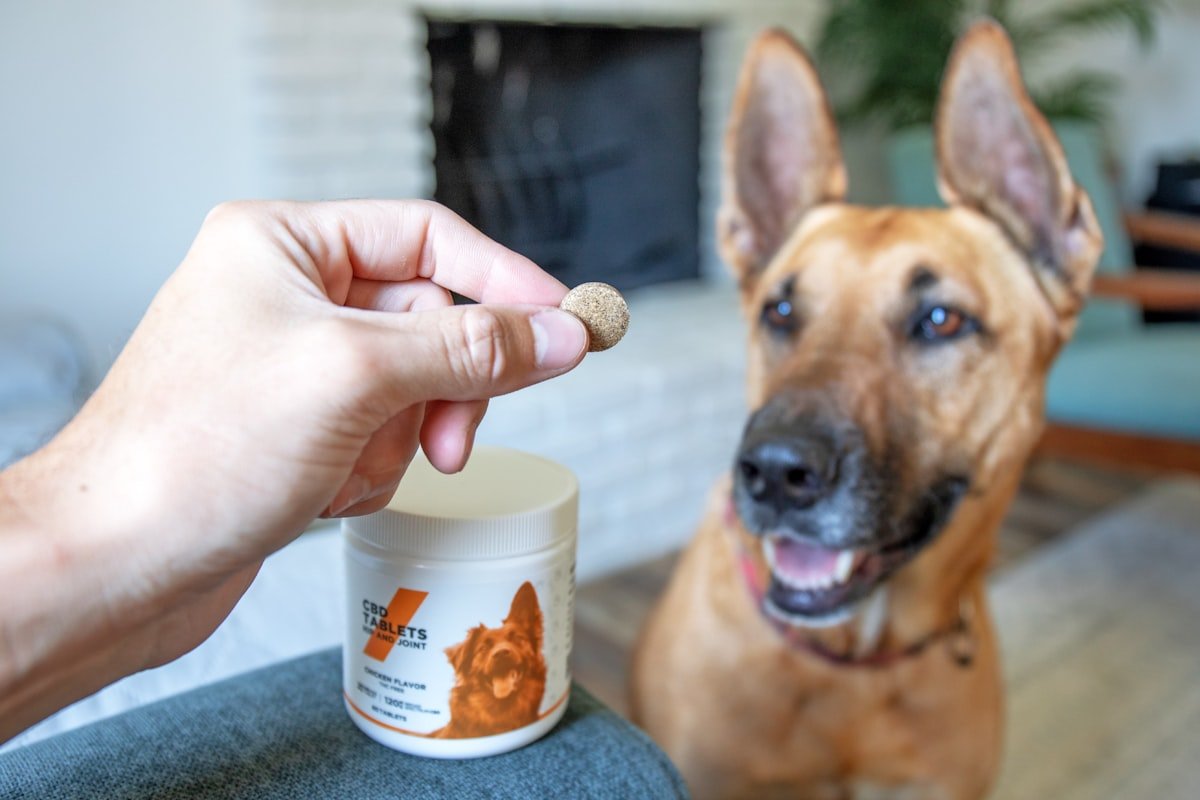Nutrientes essenciais para cães: tutor oferecendo um comprimido de suplemento a um cachorro atento