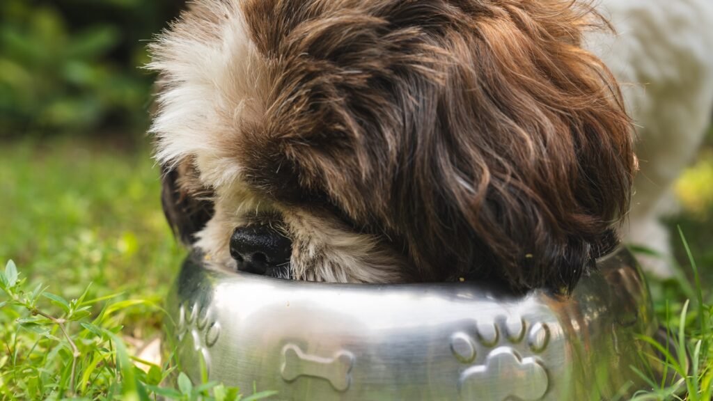 Nutrientes essenciais para cães: cachorro de pelo longo comendo em uma tigela de inox sobre a grama