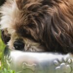 Nutrientes essenciais para cães: cachorro de pelo longo comendo em uma tigela de inox sobre a grama