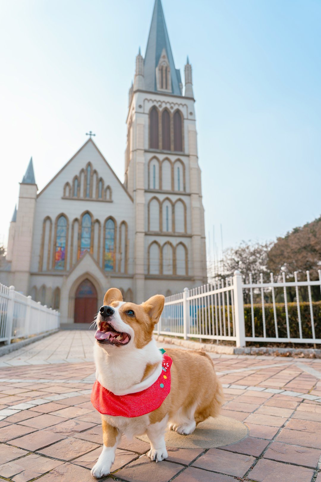 Oração de proteção para o cachorro: cão pequeno em frente à fachada de uma igreja