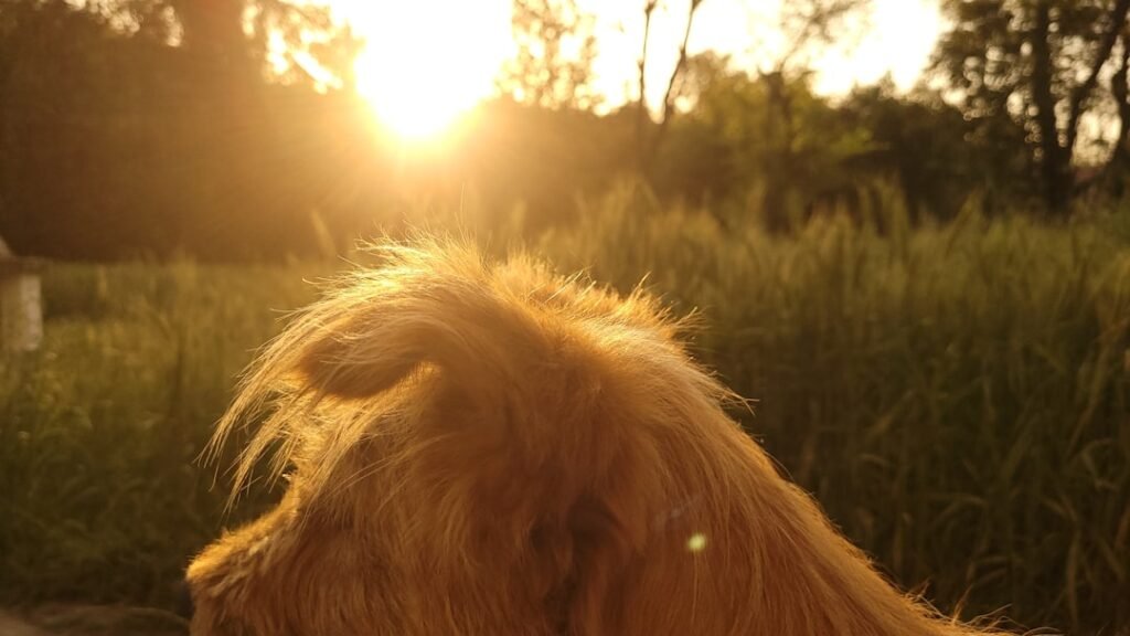 Oração de proteção para o cachorro: cão de pelo dourado iluminado por trás pela luz do entardecer