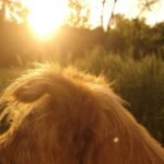 Oração de proteção para o cachorro: cão de pelo dourado iluminado por trás pela luz do entardecer