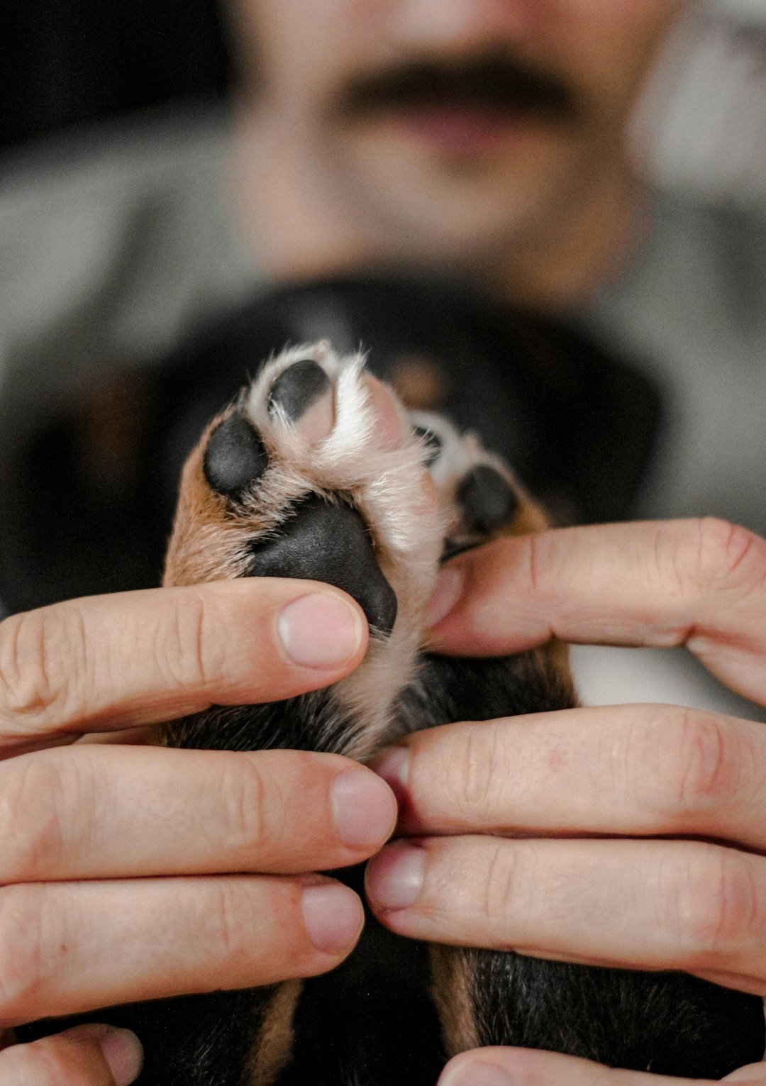 Oração de proteção para o cachorro: mãos humanas segurando com delicadeza a pata de um cão
