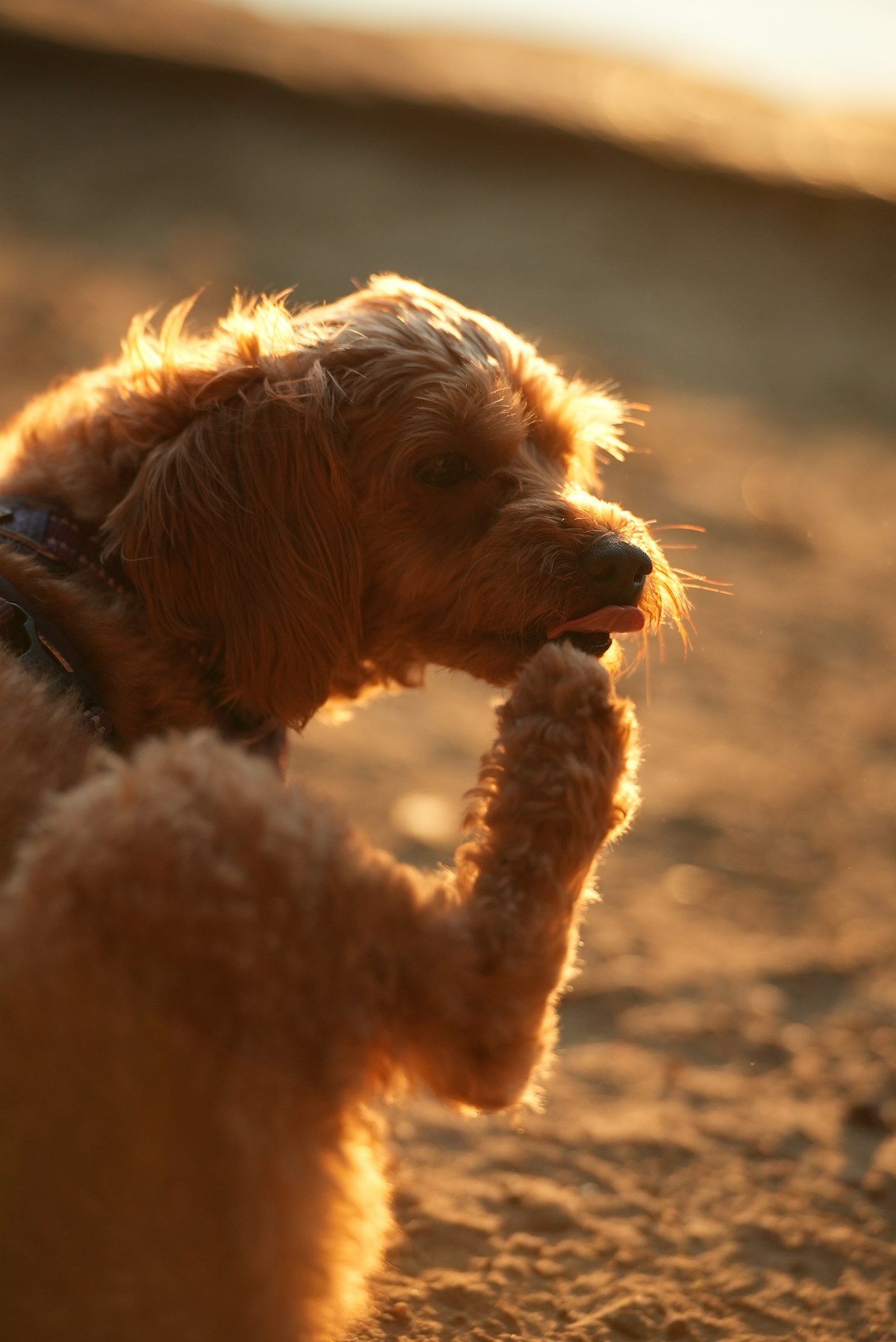 Ração hipoalergênica para cachorro: cão de pelo dourado lambendo a própria pata dianteira sob luz do fim de tarde