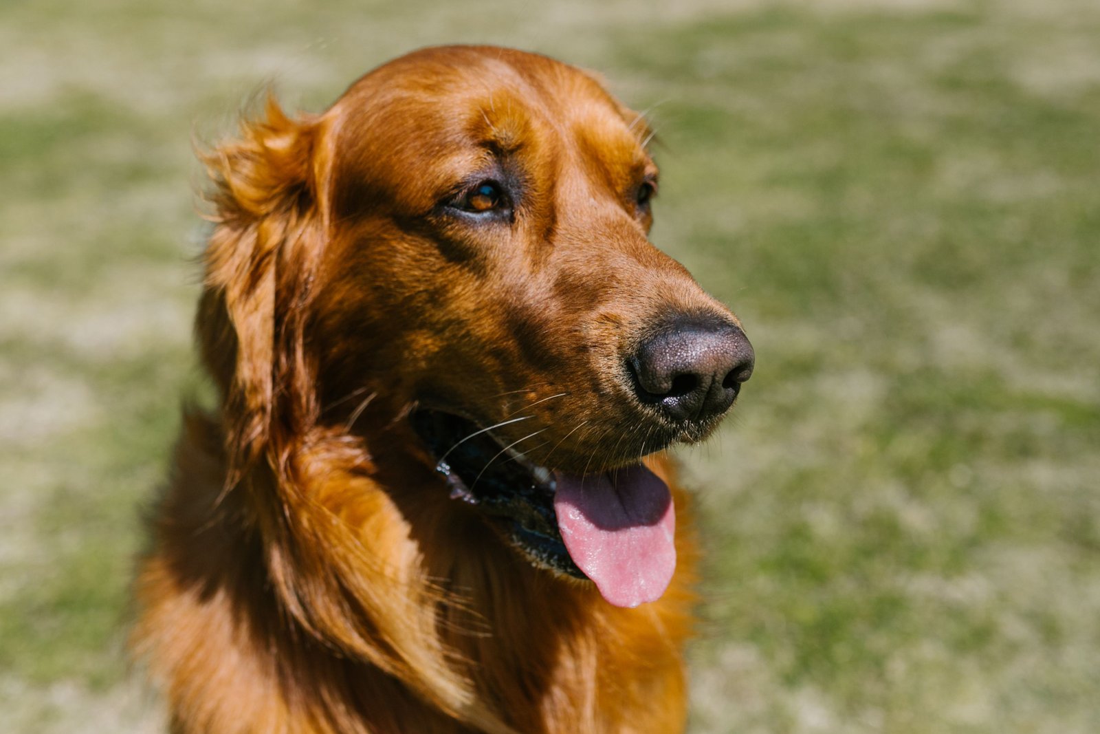 Ômega 3 para cachorro: close-up da pelagem brilhante de um golden retriever ao sol, efeito buscado com o suplemento