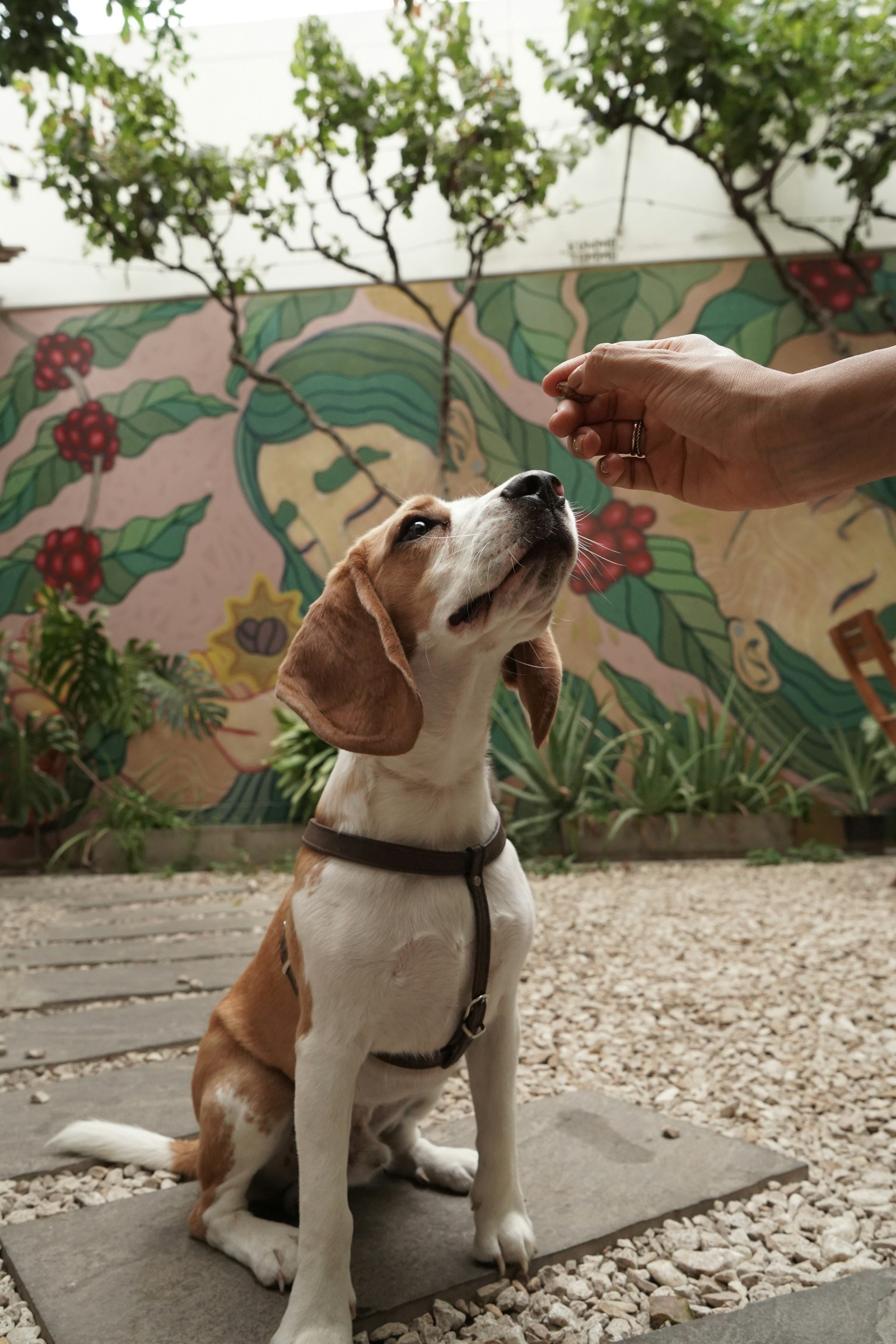 Ração hipoalergênica para cachorro: beagle sentado recebendo um petisco da mão do tutor em jardim externo