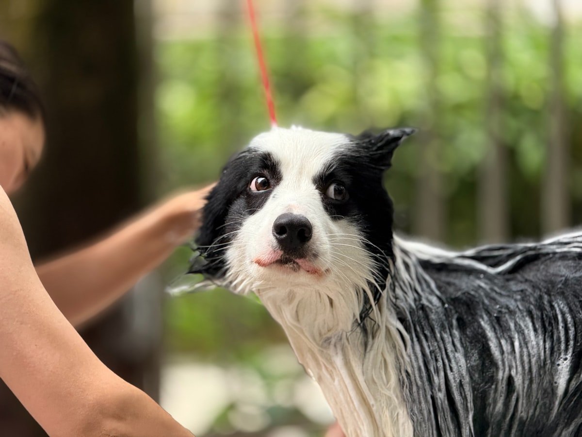 Piodermite canina: cachorro molhado durante o banho, com as mãos do tutor no pelo