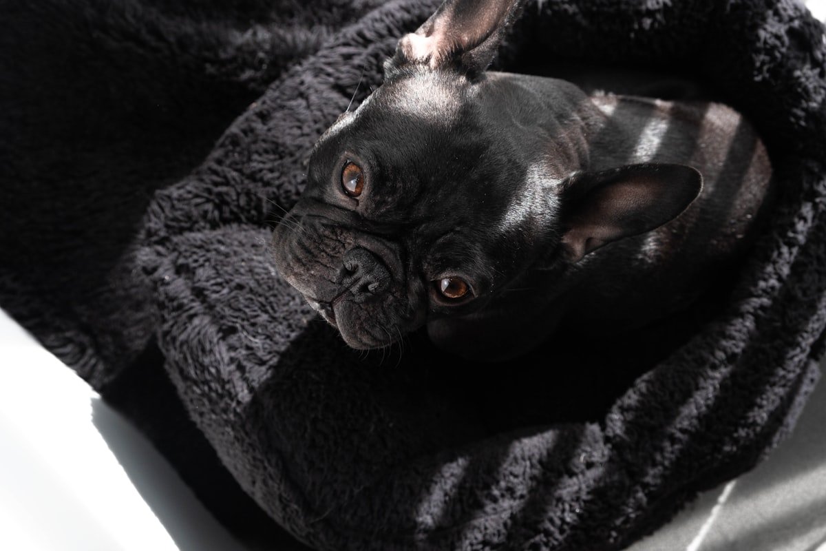 Piodermite canina: cachorro descansando em uma caminha limpa iluminada pelo sol