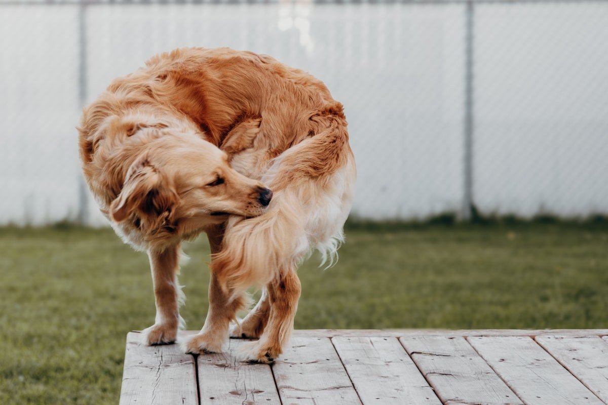Piodermite canina: cachorro dourado mordiscando o próprio corpo por causa da coceira
