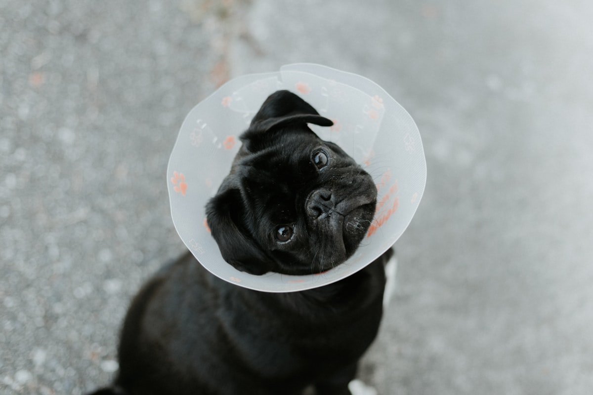 Piodermite canina: cachorro preto usando colar elizabetano para não alcançar a pele ferida