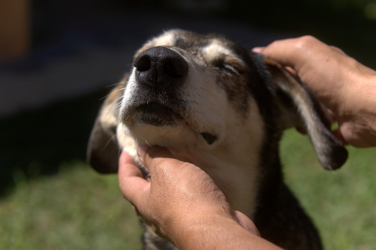 Piodermite canina: mãos de tutor examinando de perto a pele do focinho e da orelha do cachorro