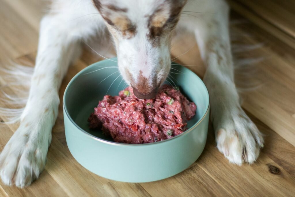 Proteínas para cachorros: cão de pelo branco e caramelo comendo uma porção de comida crua rica em carne numa tigela azul-clara